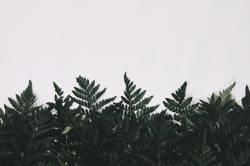 Obraz premium top view of green fern leaves isolated on white