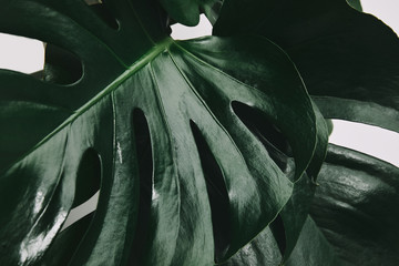 full frame shot of monstera leaves isolated on white © LIGHTFIELD STUDIOS