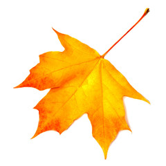 Obraz premium Autumn leaf. Yellow Autumn maple leaf isolated on a white background, close up. .