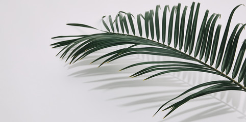 close-up shot of palm branch over white tabletop