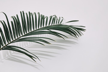 close-up shot of green palm branch over white surface