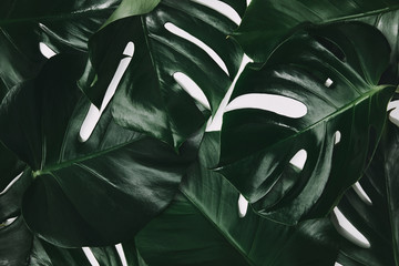 full frame shot of green monstera leaves isolated on white