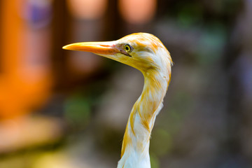 Close up view of The cattle egret (Bubulcus ibis) is a cosmopolitan species of heron (family...