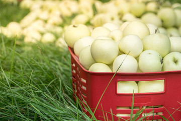 Fresh organic summer apples in a plastic garden box.