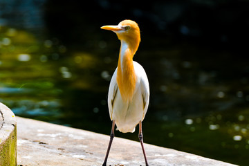 Close up view of The cattle egret (Bubulcus ibis) is a cosmopolitan species of heron (family Ardeidae) found in the tropics, subtropics and warm temperate zones.