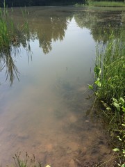 Forest lake landscape
