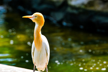 Close up view of The cattle egret (Bubulcus ibis) is a cosmopolitan species of heron (family Ardeidae) found in the tropics, subtropics and warm temperate zones.