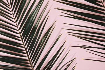 top view of palm branches on pink surface