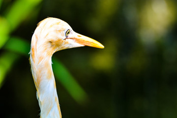 Close up view of The cattle egret (Bubulcus ibis) is a cosmopolitan species of heron (family...