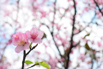 Pink Cherry blossom or the sakura flower in spring season with Beautiful Nature Background at Taiwan,  Cherry blossom or sakura branch