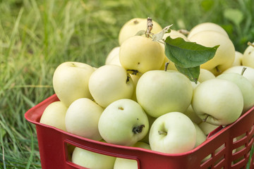 Fresh organic summer apples in a plastic garden box.