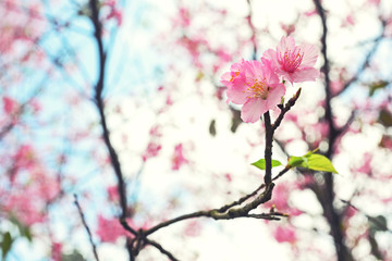 Obraz premium Pink Cherry blossom or the sakura flower in spring season with Beautiful Nature Background at Taiwan, Cherry blossom or sakura branch