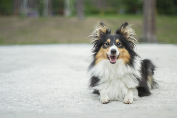 cute tricolor shetland sheepdog