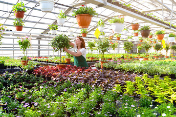 Woman working in a nursery - Greenhouse with colourful flowers