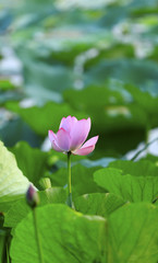 The lotus blooms in the river