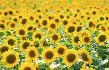 Fototapeta premium A sunflower in full bloom, outside
