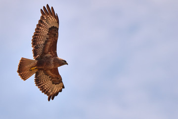 Rotmilan fliegt vor blauem Himmel in Trossingen, Deutschland