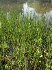 Forest lake landscape