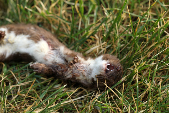 Wiesel Mauswiesel Marder