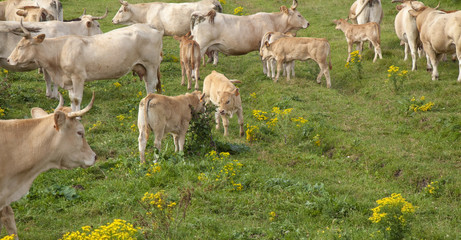 light brown cattle grazing