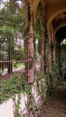 An old abandoned garden in the old southern town, where ivy and other wicker plants entwine the arches of the alleys.