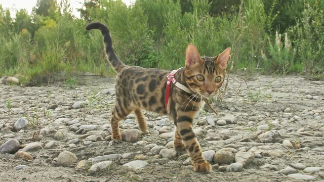 One cat bengal walks on the green grass. Bengal kitty learns to walk along the forest. Asian leopard cat tries to hide in the grass. Reed domesticated cat in nature. Domestic cat on beach near river.