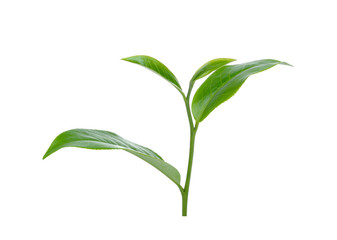 green tea leaf isolated on white background