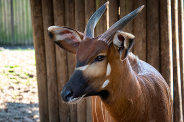 Naklejka na ściany i meble Bongo antelope (Boocercus euryceros isaaci)