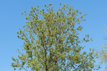 Salix caprea, goat willow or great sallow, deciduous shrub. Background of trees and clear blue sky


