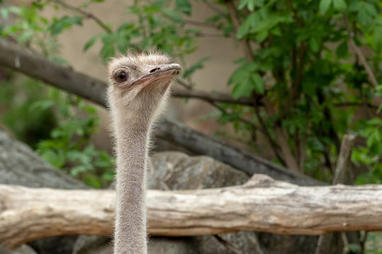 Close up view of an ostrich bird head. Portrait of an ostrich. 
