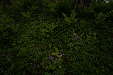 Fototapeta premium Foliage