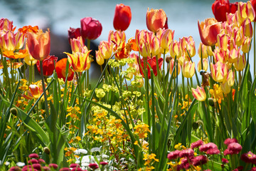Obraz premium Rote und gelbe blühende Tulpen im Sommer