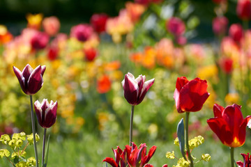 Eine Wiese voller farbenfroher Tulpen und andere Blumen auf der Insel Mainau in Deutschland