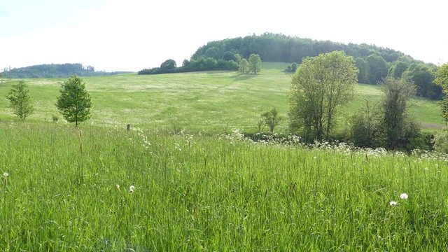 A field of untouched nature. A view of the clearing with trees and grass. Forest on the mountain. Glade with greenery.