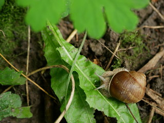 Polonne / Ukraine - July 30 2018: snail in the forest