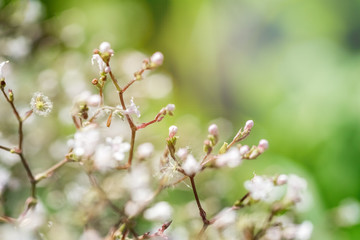 Small white flowers on a natural green background, soft focus, vintage style