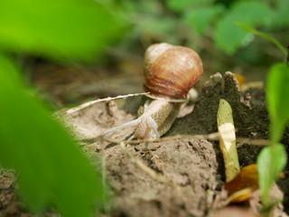 Polonne / Ukraine - July 30 2018: snail in the forest