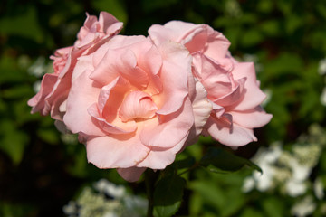 garden flowers greeting card background roses summer flower bed landscape design