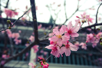 Pink cherry blossoms on the tree