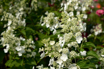 garden flowers greeting card background roses summer flower bed landscape design