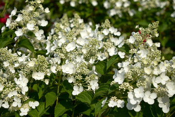 garden flowers greeting card background roses summer flower bed landscape design