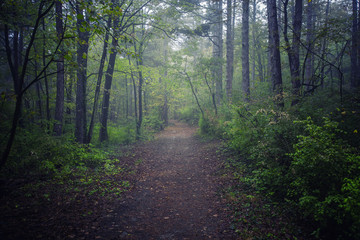 Fototapeta na wymiar misty morning in the forest 