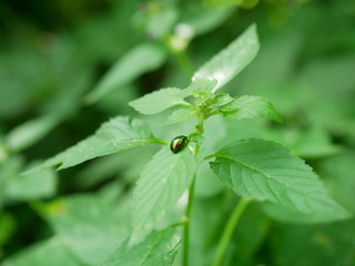 Polonne / Ukraine - July 30 2018: The beetle sits on a leaf in the woods