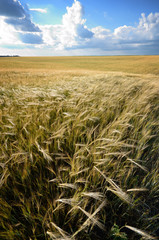 Barley field under cloudy blue sky in Ukraine