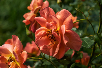 garden flowers greeting card background roses summer flower bed landscape design