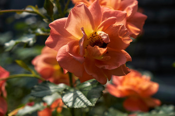 garden flowers greeting card background roses summer flower bed landscape design