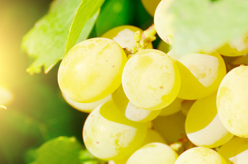 Green grape cluster against sunlight closeup view