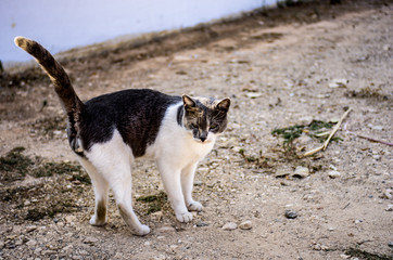 Street cat on the street with a raised tail