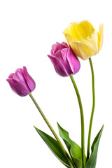 Flower composition with tulips isolated on a white background