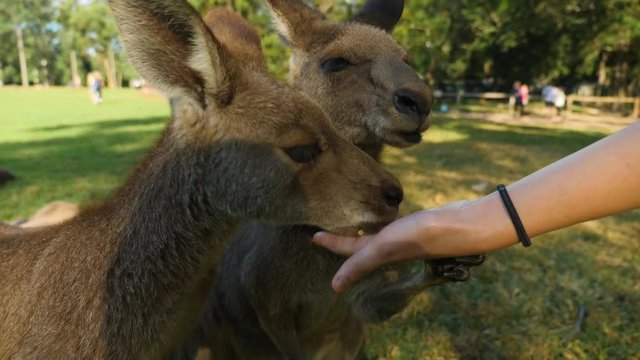 young woman feeding Koala